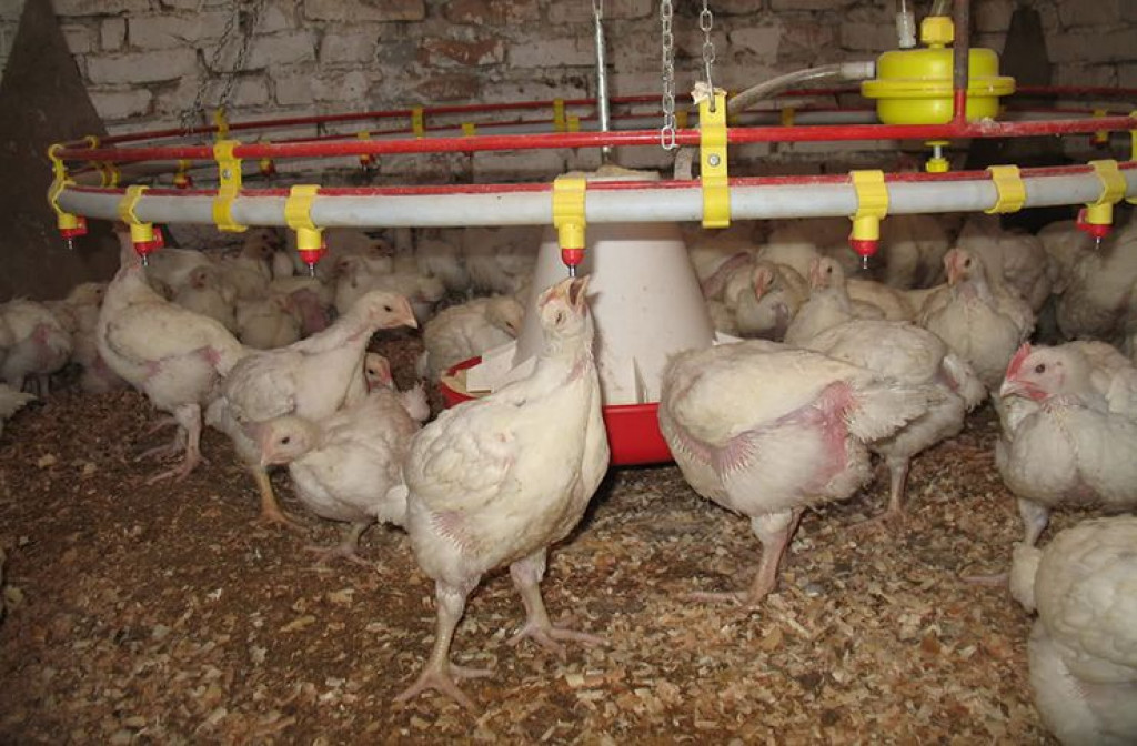 peradari , žitarice, kukuruz