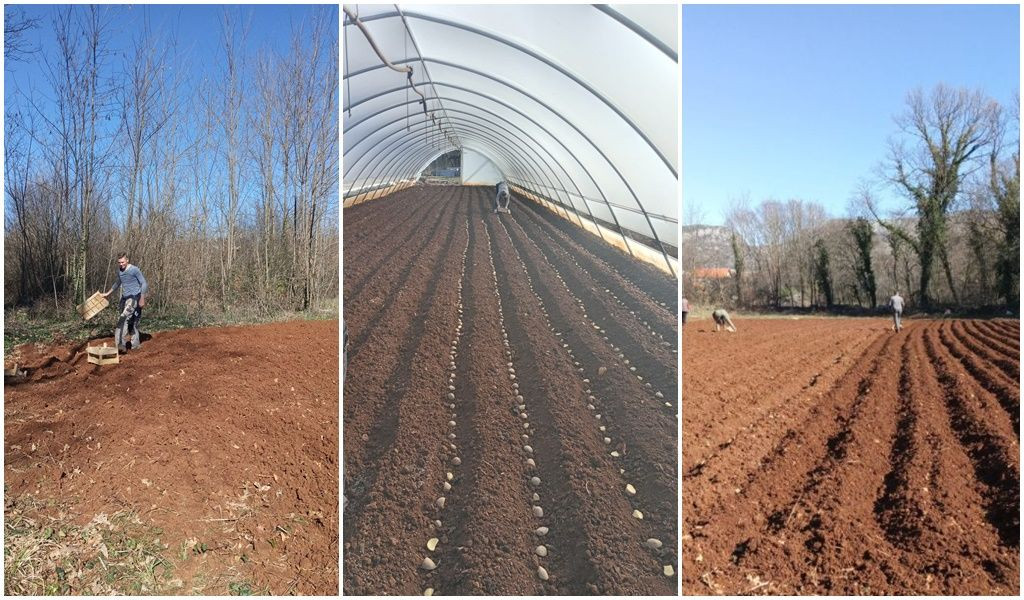 Ljubuški rani, krumpir, sadnja