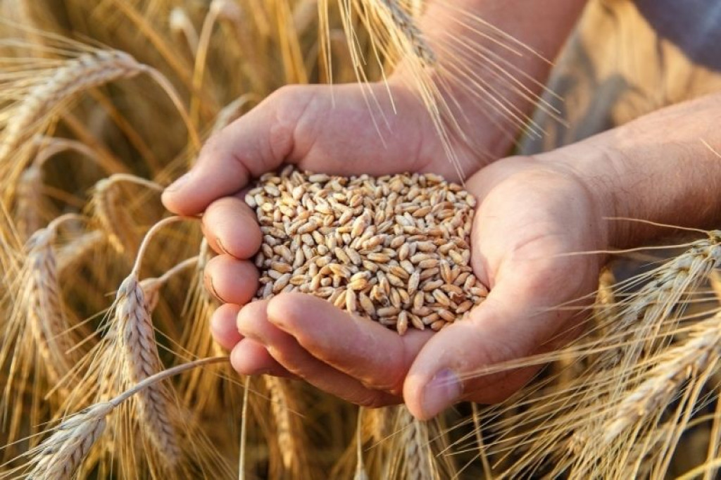 žitarice, pšenica, uvoz, indija, pšenica, kruh, tjestenine, polja, neuzorana, vijesti, Volodimir Zelenski, žitarice, pšenica