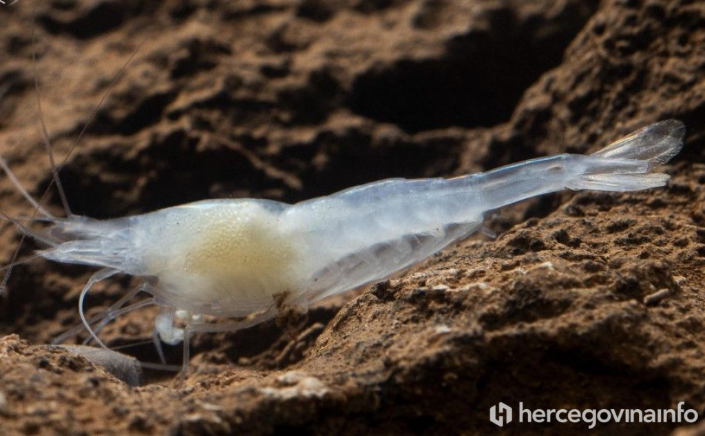 Špilje Hercegovina kozica 3