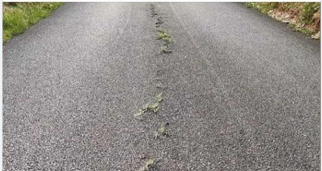 trava, asfalt, kočine  