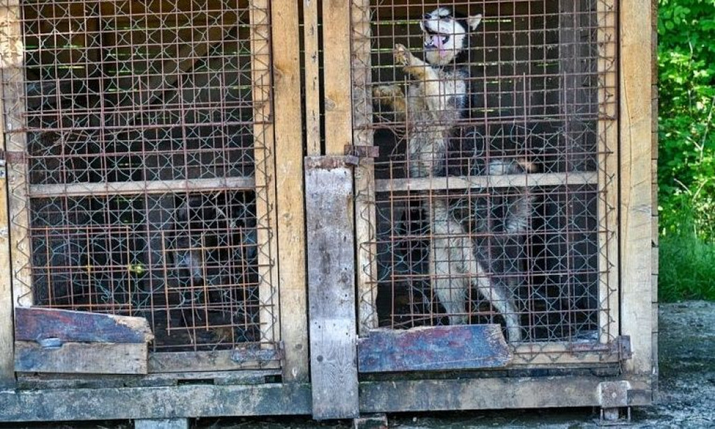 azil za pse,prijedor