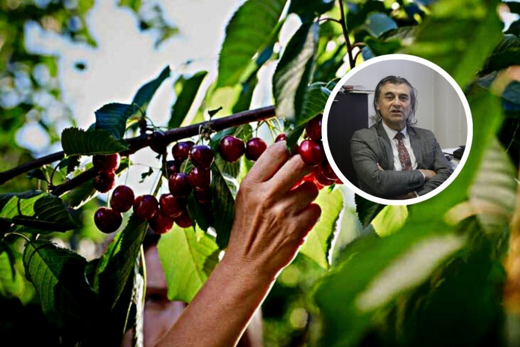 sajam trešnje, Salem Bubalo, Mostar