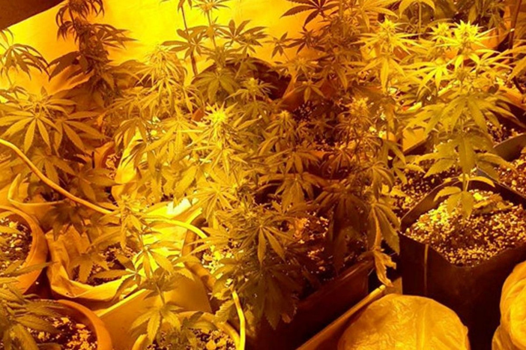 fup, Kanabis, laboratorij , Konjic, pretres