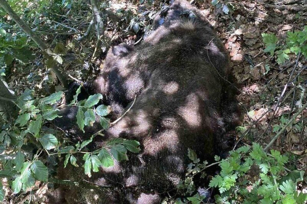 krivolov,Hercegovina,medo maglić