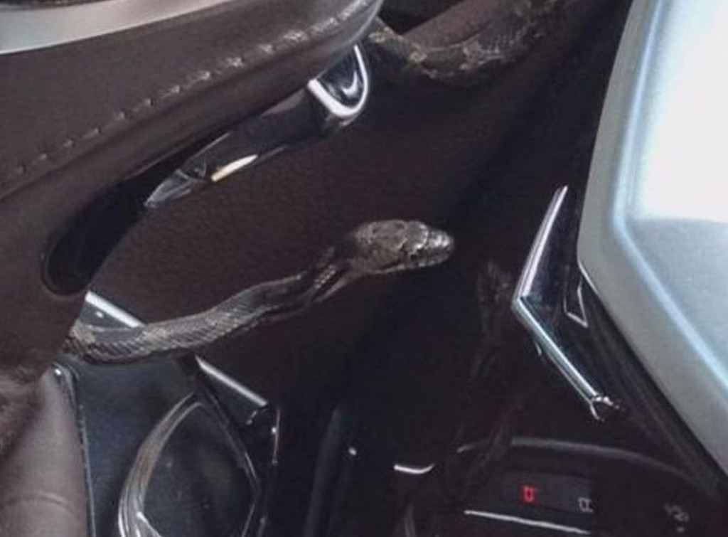 zmija,bingo,Mostar,zmija,automobil,bingo