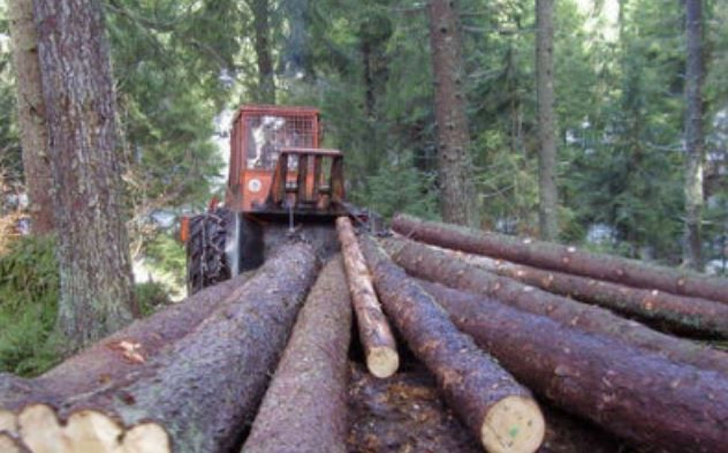 šuma,krađa,Čemernica,Kneževo