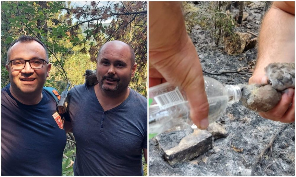 Blidinje,požar,DVD Rakitno,ptica