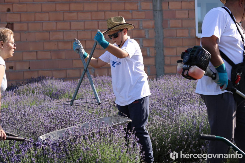 Berba lavande Goranci
