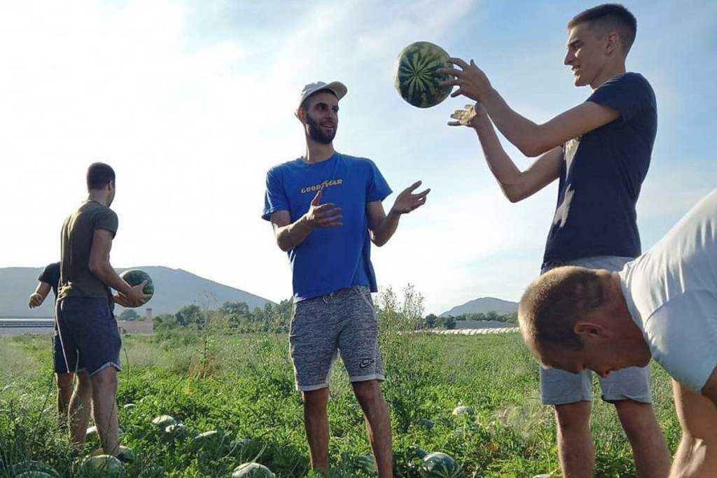 lubenica,sadnja,lubenica,lubenice,hercegovačka lubenica,Marinko Merdžan