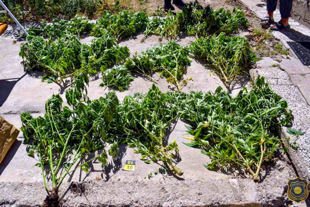 Plantaža cannabis Mostar