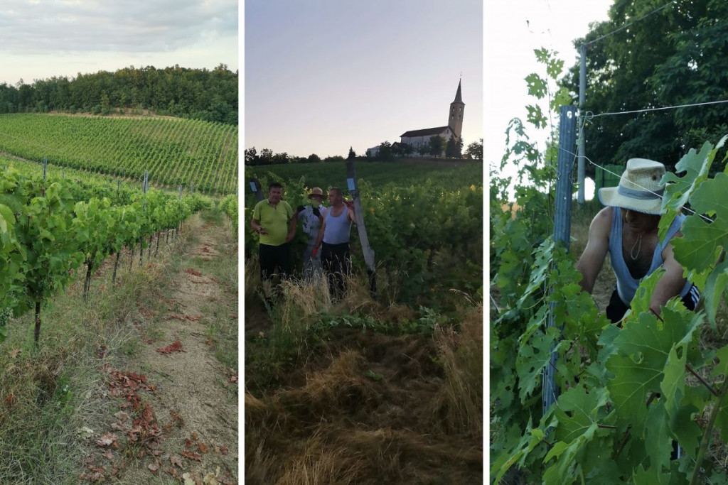 naš trs,Banja luka,vinogradi,svećenik