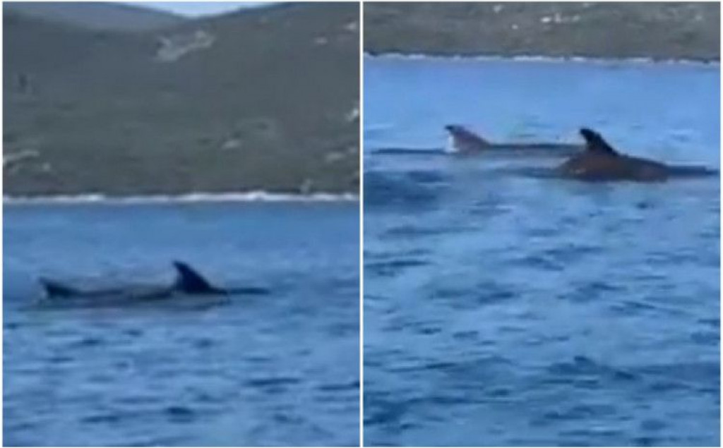 dupini,Neum,more,turizam