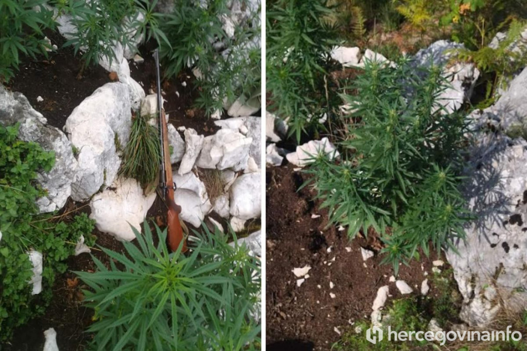 Hercegovina,marihuana,Nevesinje