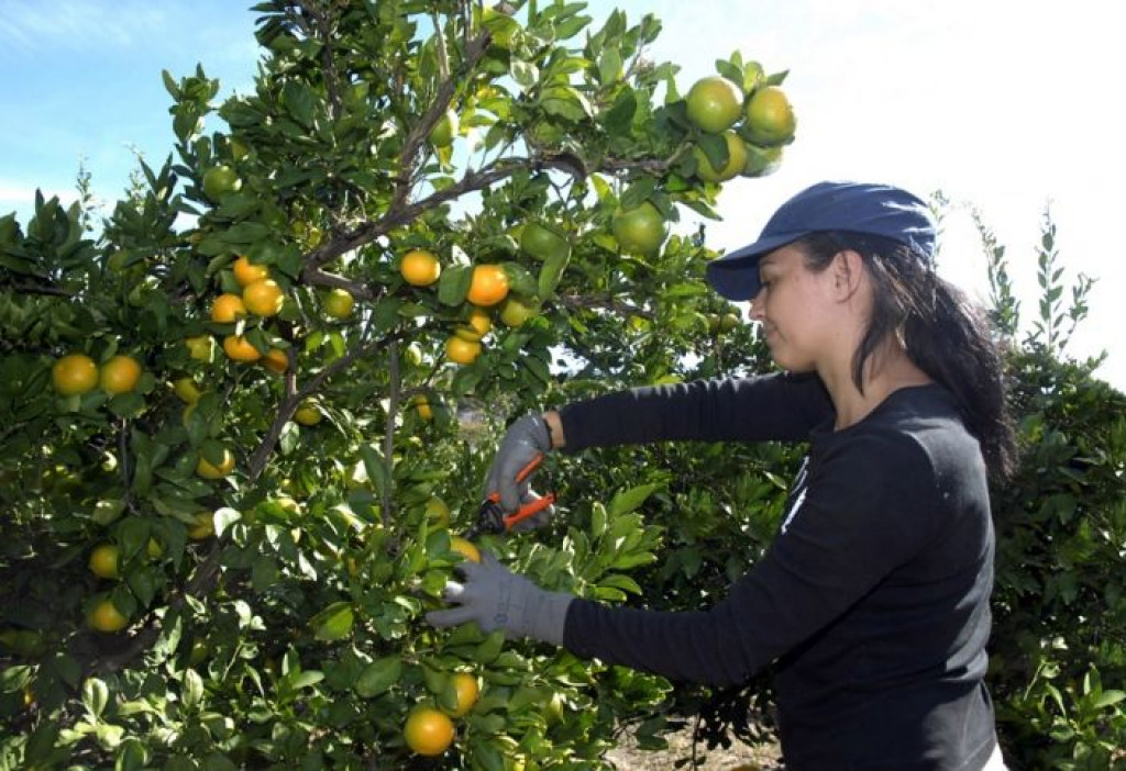 berba,mandarine,Dolina Neretve