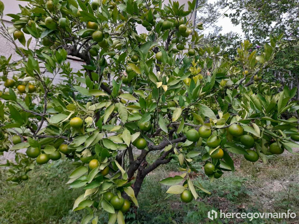 Mandarine u Hercegovini 