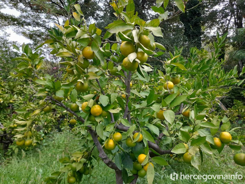 Mandarine u Hercegovini 