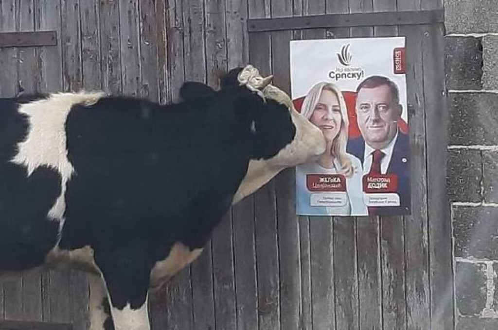 Krava plakat Dodik Cvijanović