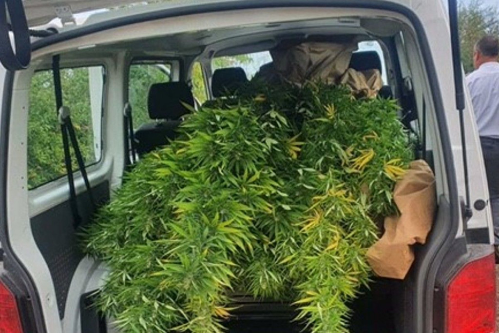 marihuana,indijska konoplja,plantaža,Čapljina