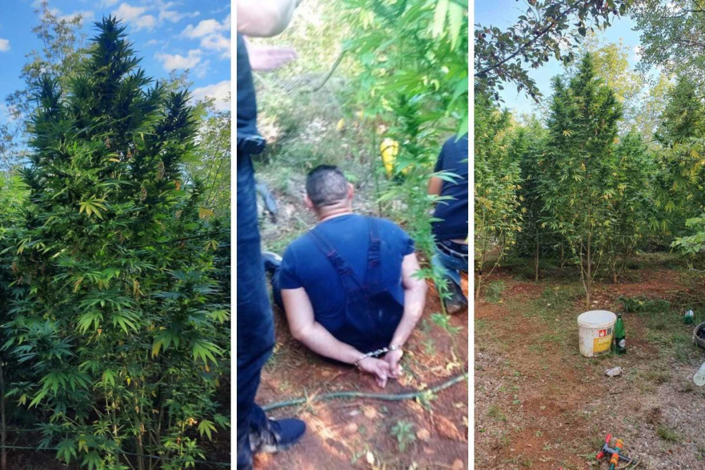 plantaža marihuane,marihuana,Počitelj,Hercegovina,droga
