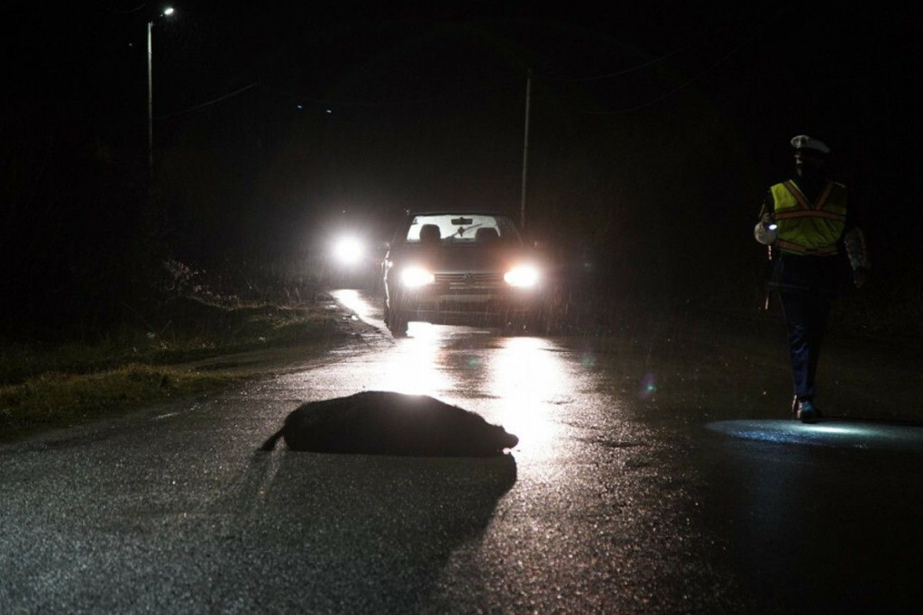 Divlja svinja prometna nezgoda