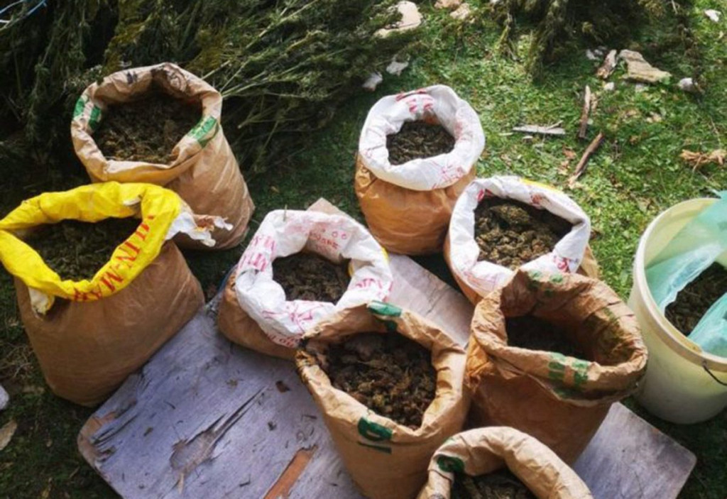 Osušena konoplja droga Konjic