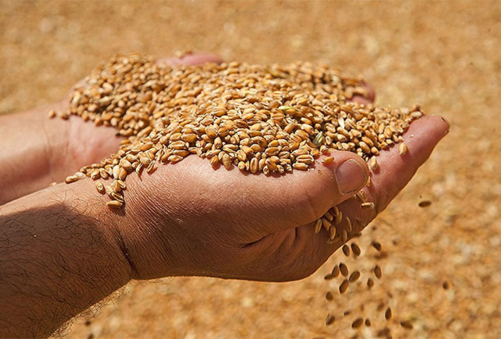 Pšenica u rukama