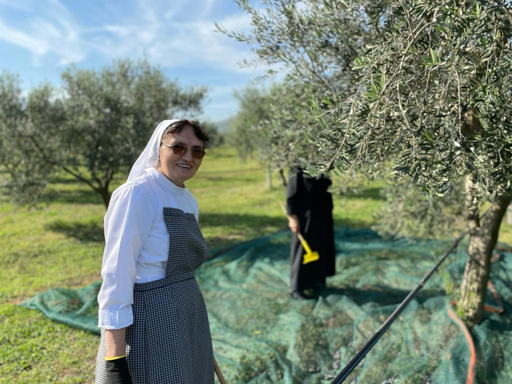 Školske sestre franjevke berba maslina 