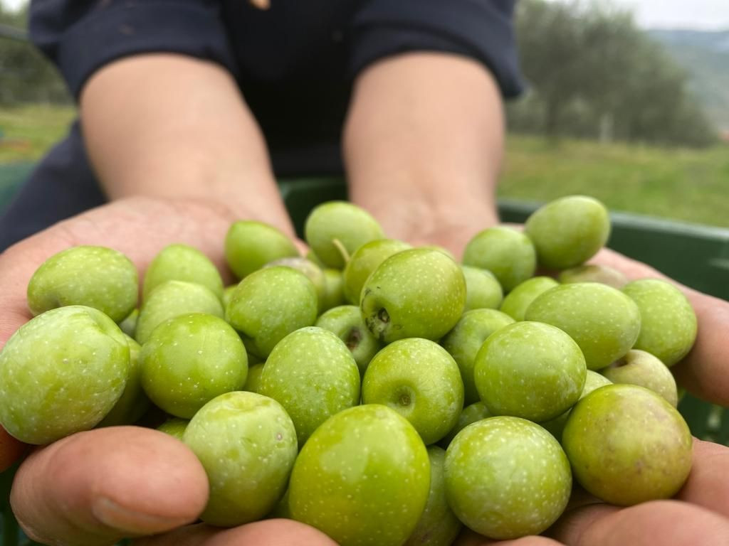 Školske sestre franjevke berba maslina 