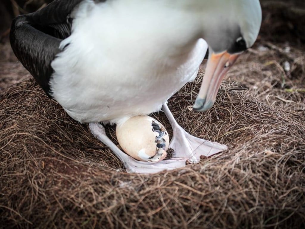Albatros jaje