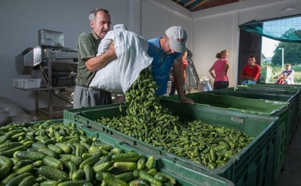 Kornišoni krastavci