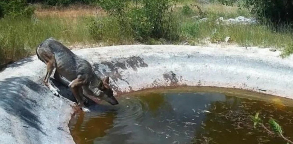 vukopas,Hrvatska,zvijeri,Dalmacija