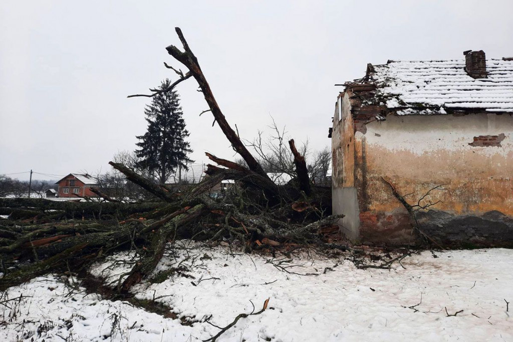 Hrast lužnjak Derventa