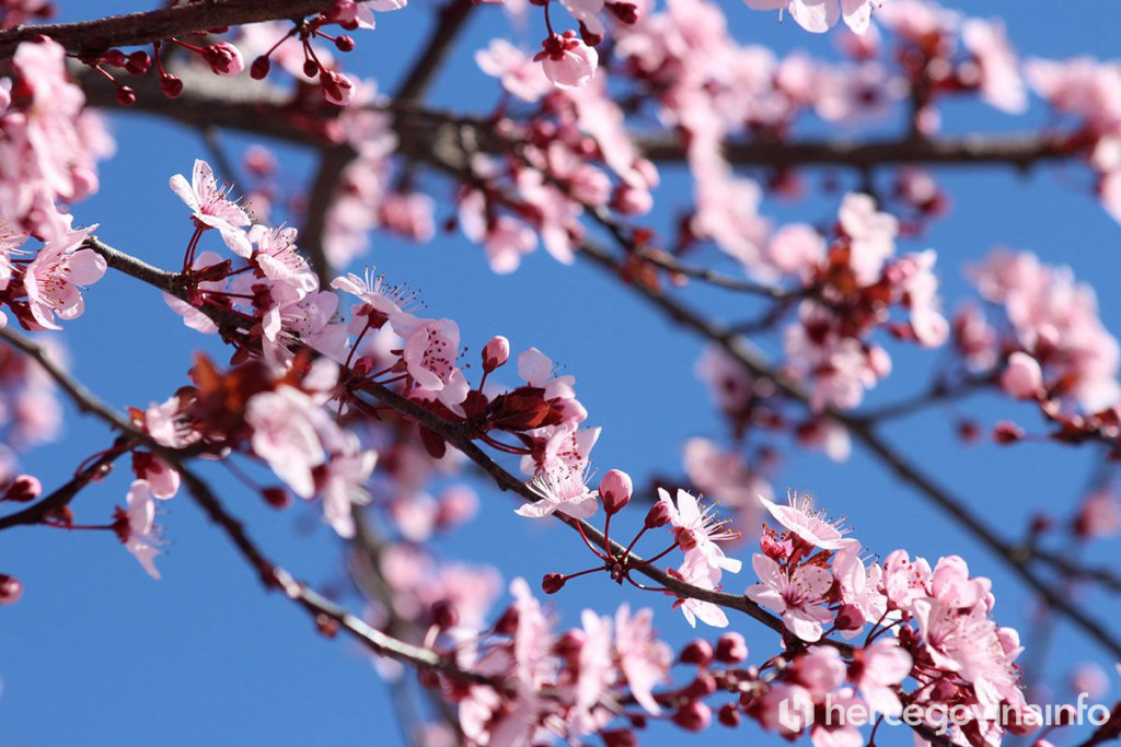 Behar Mostar proljeće 2023