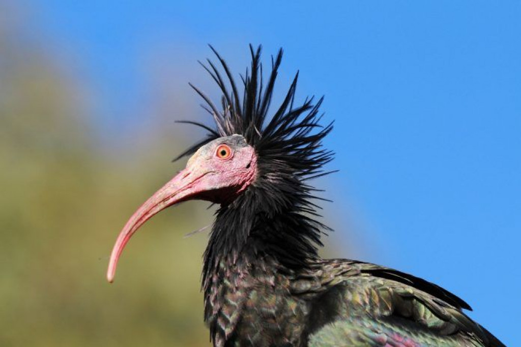 Rijetka ptica ćelavi ibis u dolini Neretve