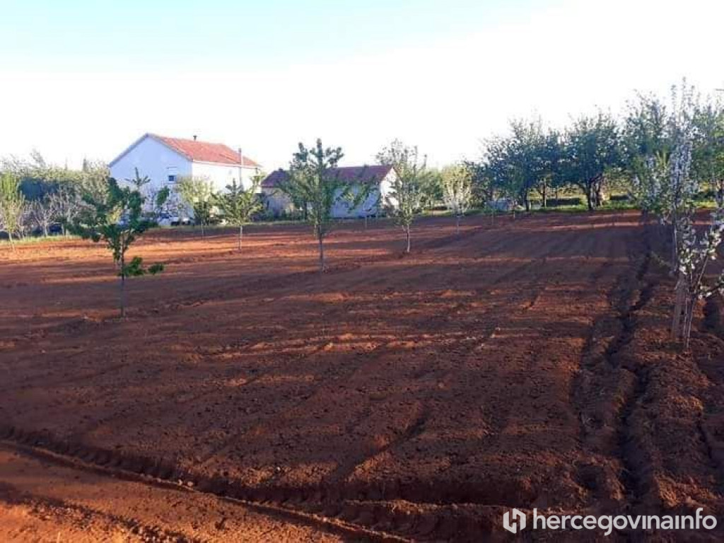 Bivolje brdo krumpiri 