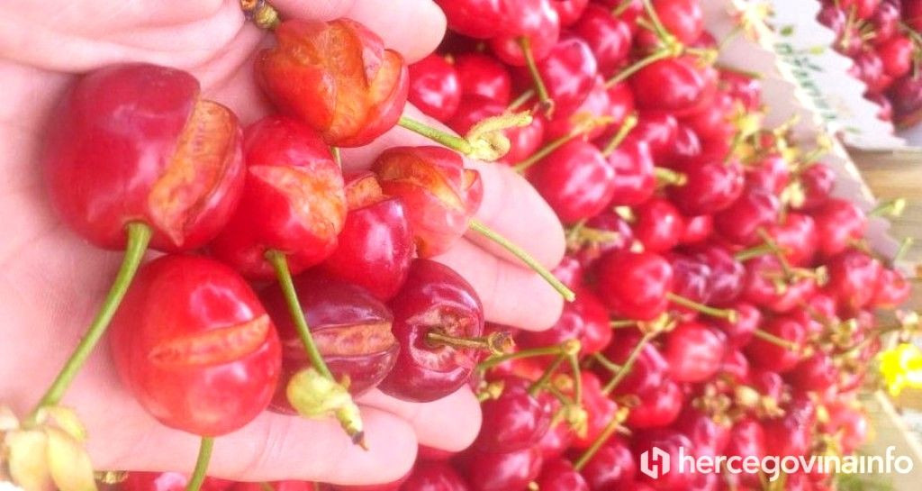 trešnja,poljoprivredni proizvođači,Elementarna nepogoda