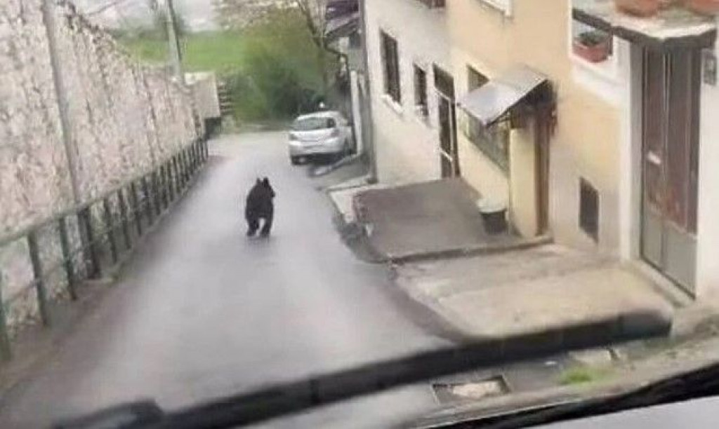 Medvjed u Sarajevu