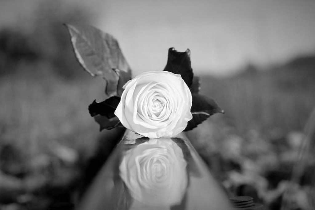Bijela ruža