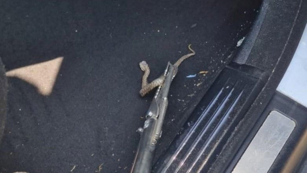 Zmija u automobilu