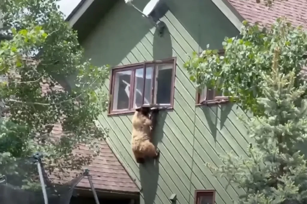 medvjed,kuća,provalnik