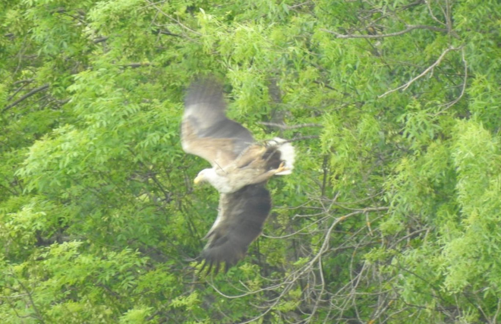 Hutovo blato,orao,bjelorepan