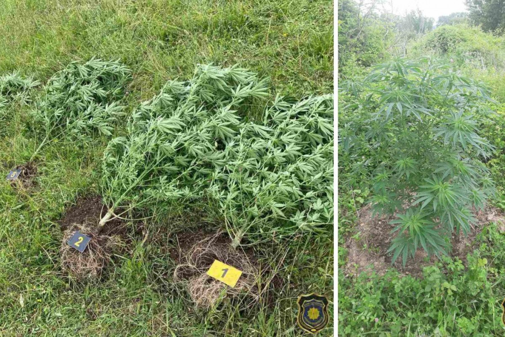 Čapljina,fup,marihuana,Kanabis,maestro