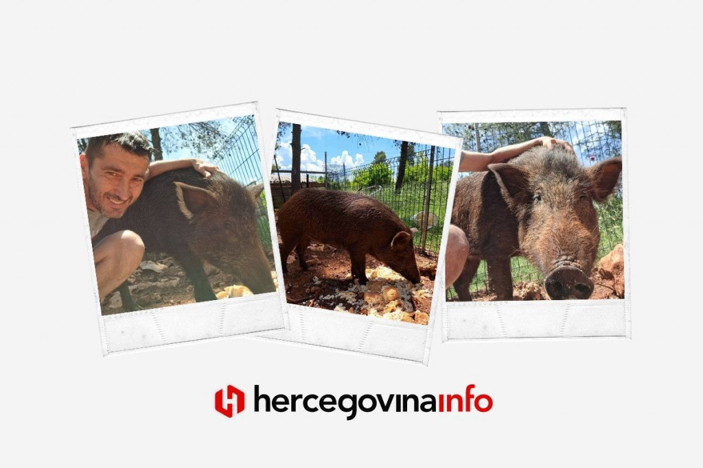 vepar,Čapljina,misir,persa,divlja svinja