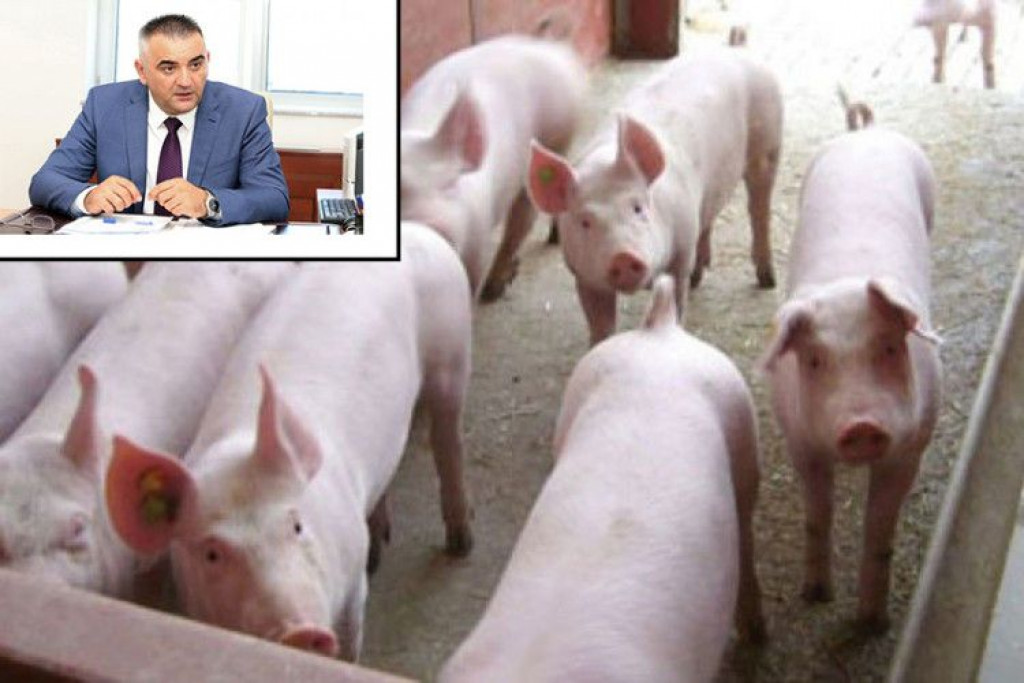 afrička svinjska kuga,Bijeljina,Republika Srpska