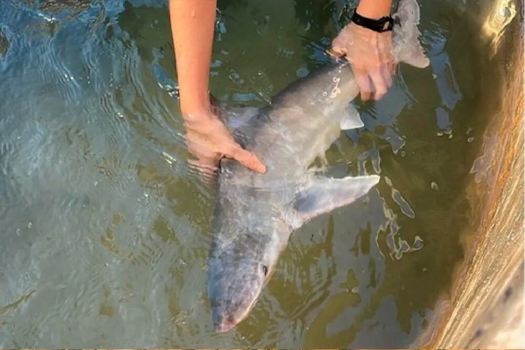 jadransko more,crna gora,herceg-novi,morski pas