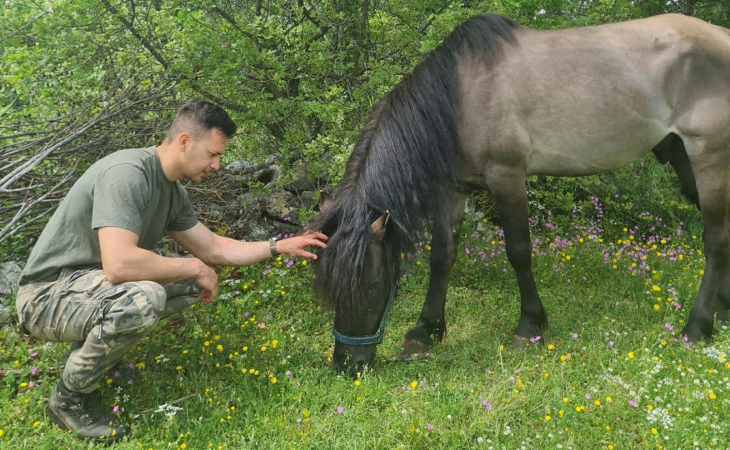Domagoj Šutalo ergela konji Stolac