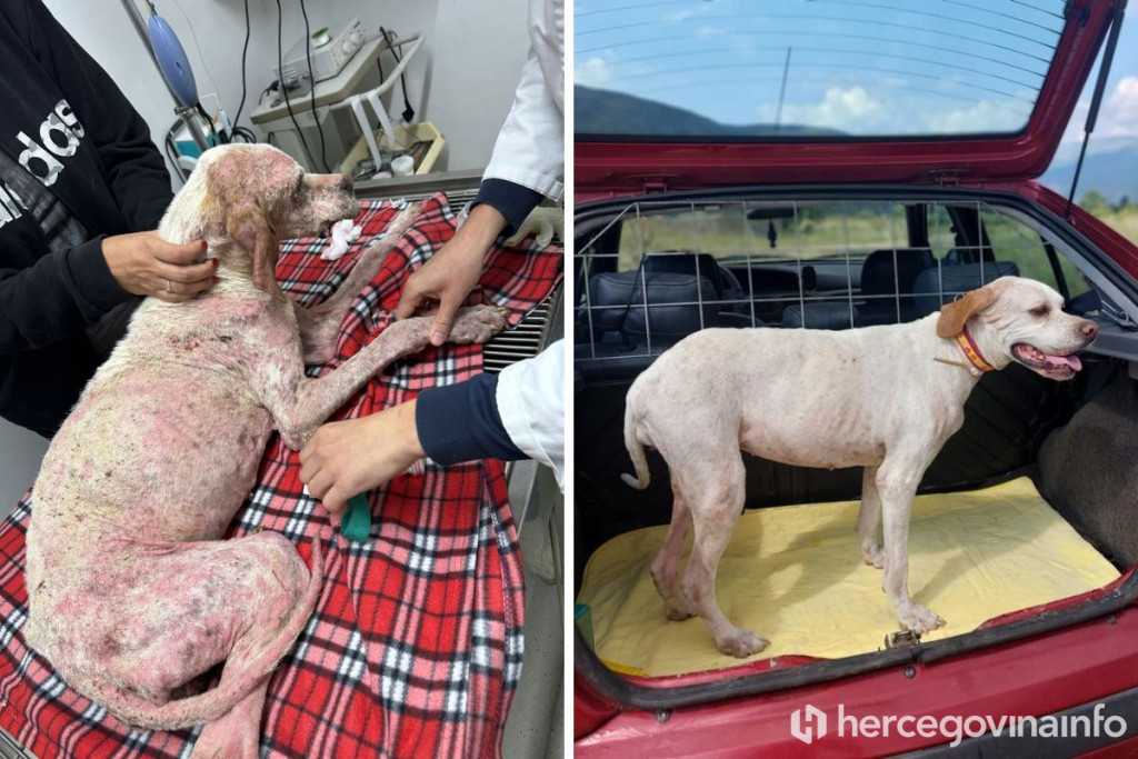 Pas,spašavanje,Mostar,fortica,udomljavanje