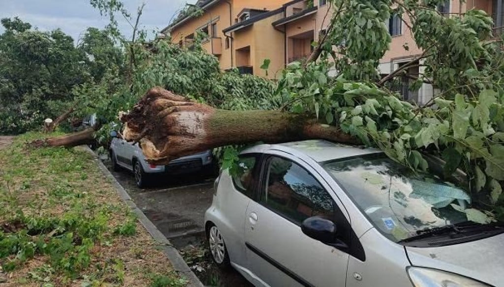 oluja Italija stablo automobil