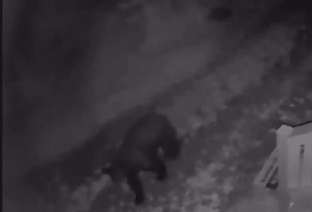 medvjed,krajina,Bihać